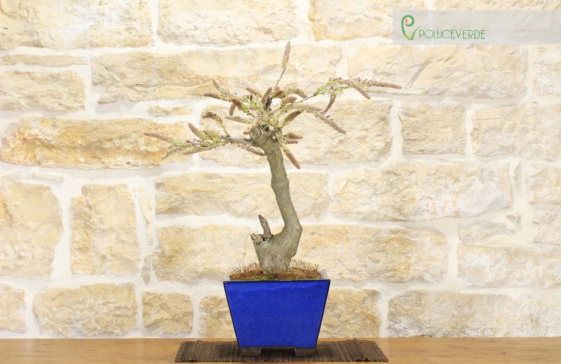 schwarzkiefer bonsai schneiden Seedeo Japanische Schwarzkiefer (Pinus thunbergii ) Bonsai 30 Samen