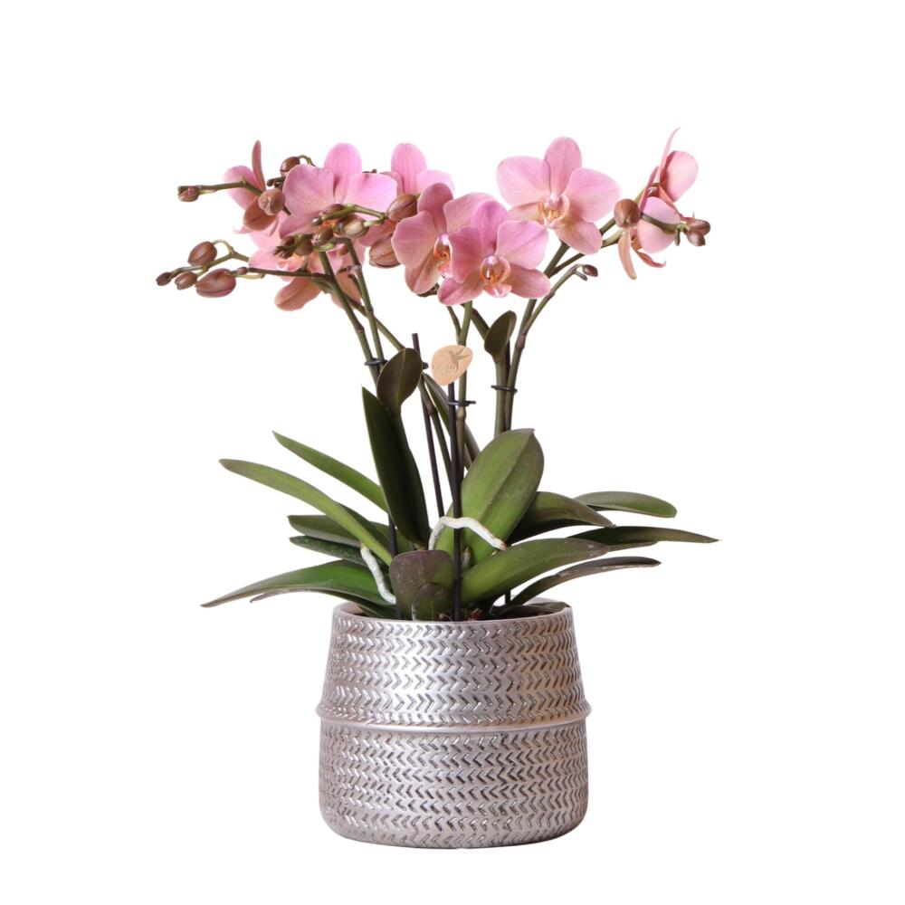Pot Pour Orchidée Caluna - 13 Cm De Diamètre, Rose, Intérieur, Drainage Adapté