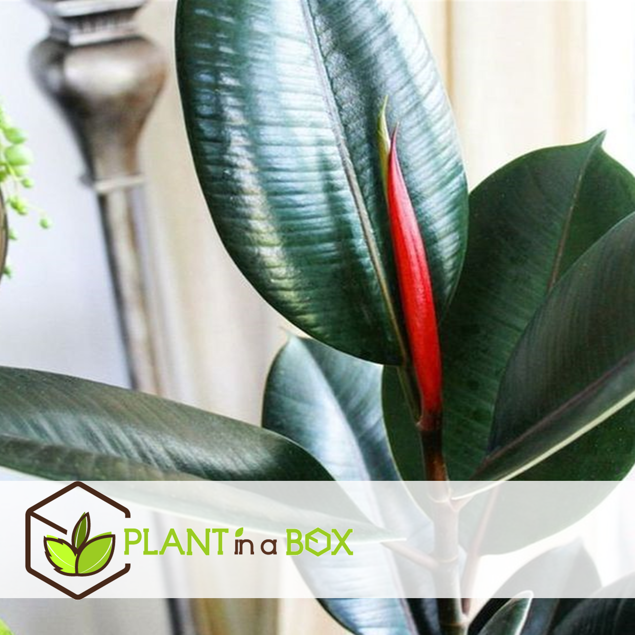 Caoutchouc - Ficus Elastica 'Robusta' - Hauteur 75-100cm - ⌀24cm - 5