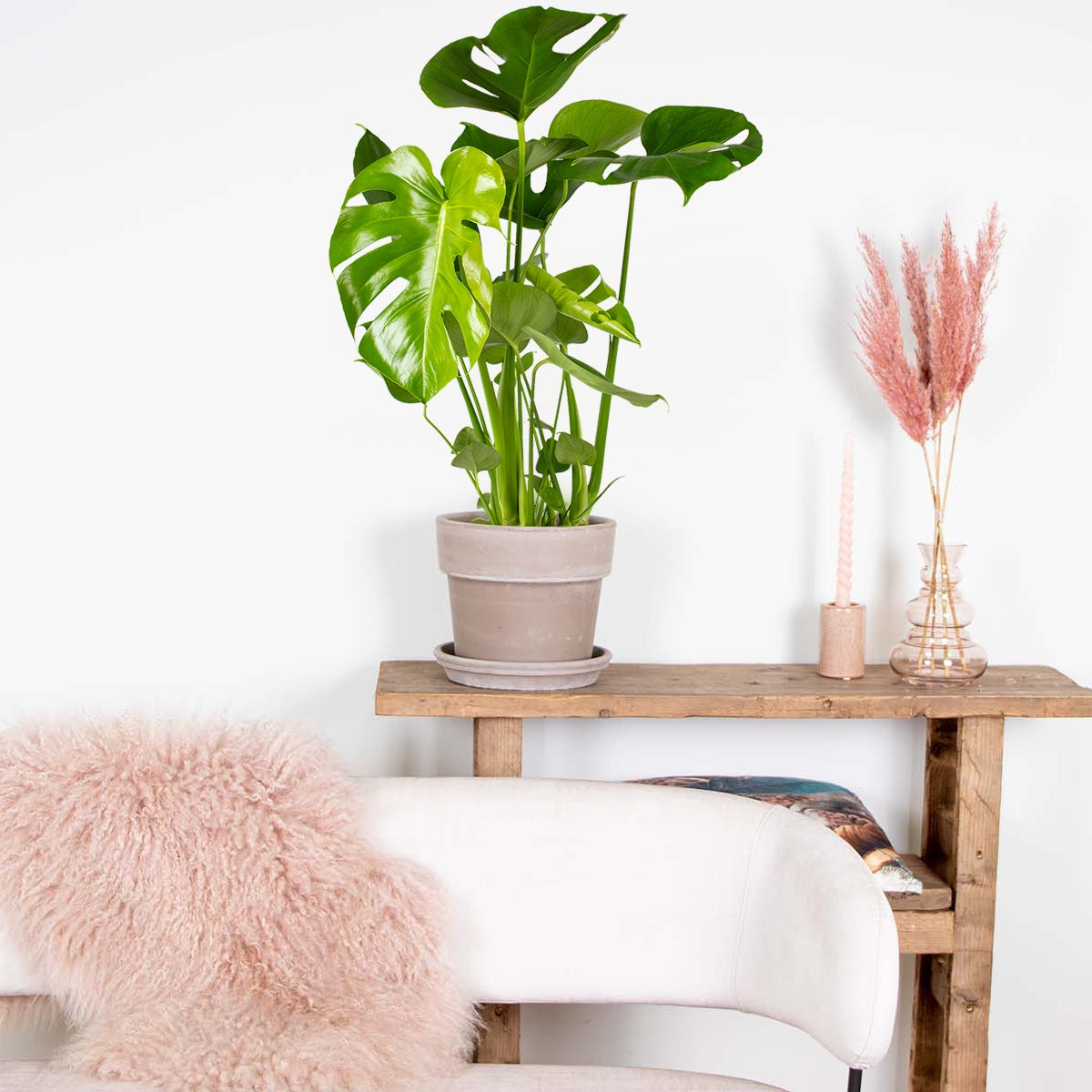 Monstera Deliciosa - Monstera - Dépolluante - Facile à entretenir - Hauteur 50-60 cm - Pot 17 cm - 4