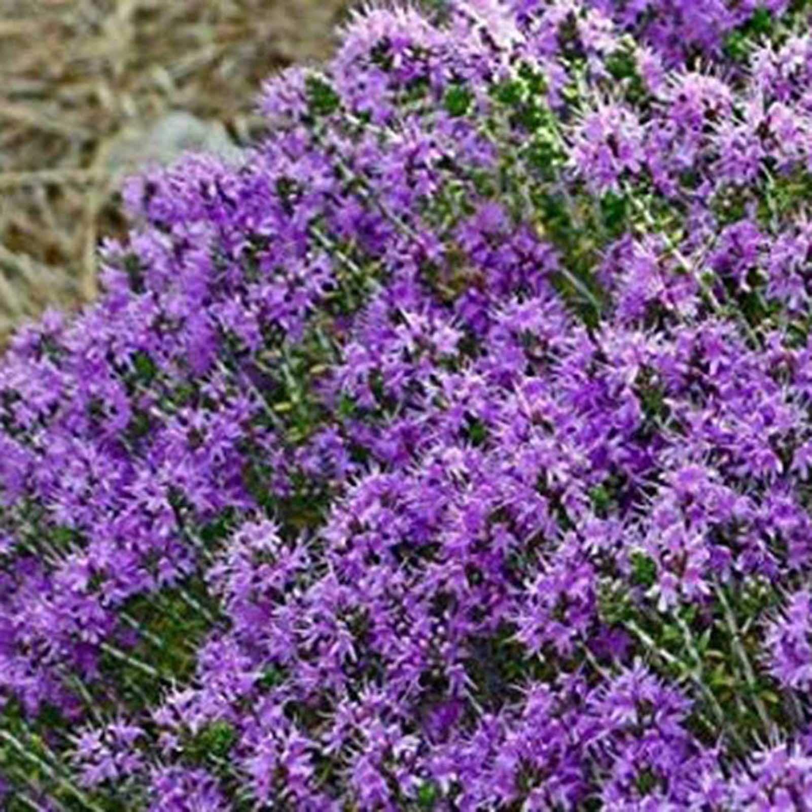 Couvre-sol pour jardin extérieur, graines de fleurs sauvages couvre-sol, 4&nbsp;000 graines, six fois plus de bienfaits bleus + engrais - 5