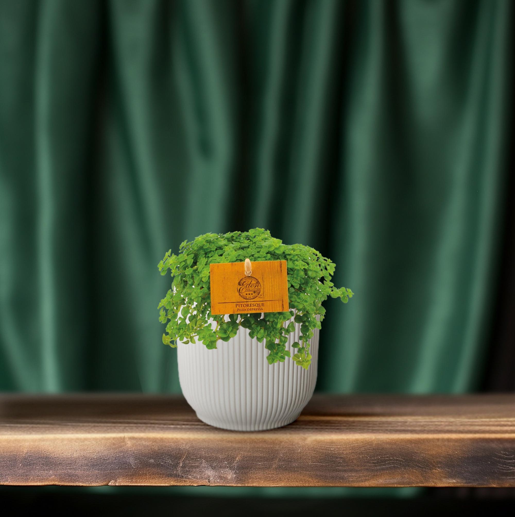 Pilea Depressa 'Aluminium' - Doniczka Ø10,5cm, Wysokość ±15cm, Roślina Wewnętrzna, Srebrzyste Liście i Łatwa Pielęgnacja