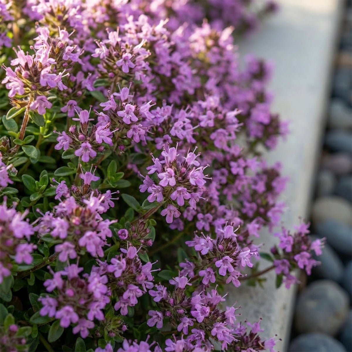 Lot de 6 - Thymus Red Carpet - Thym rouge - Rustique - Vivace - Couvre-sol - Persistant - P. 9 cm - 4