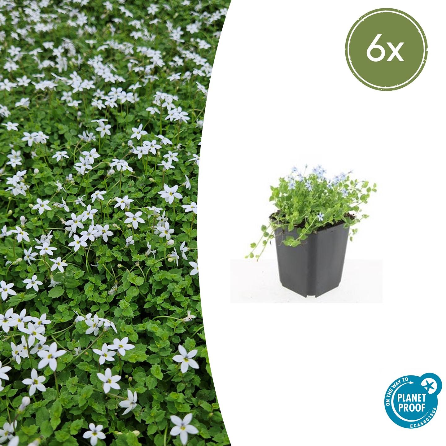 6x Isotoma fluviatilis 'Alba' 10-25cm Doniczka Ø9cm – Roślina okrywowa z białymi kwiatami, szybki wzrost, trwała