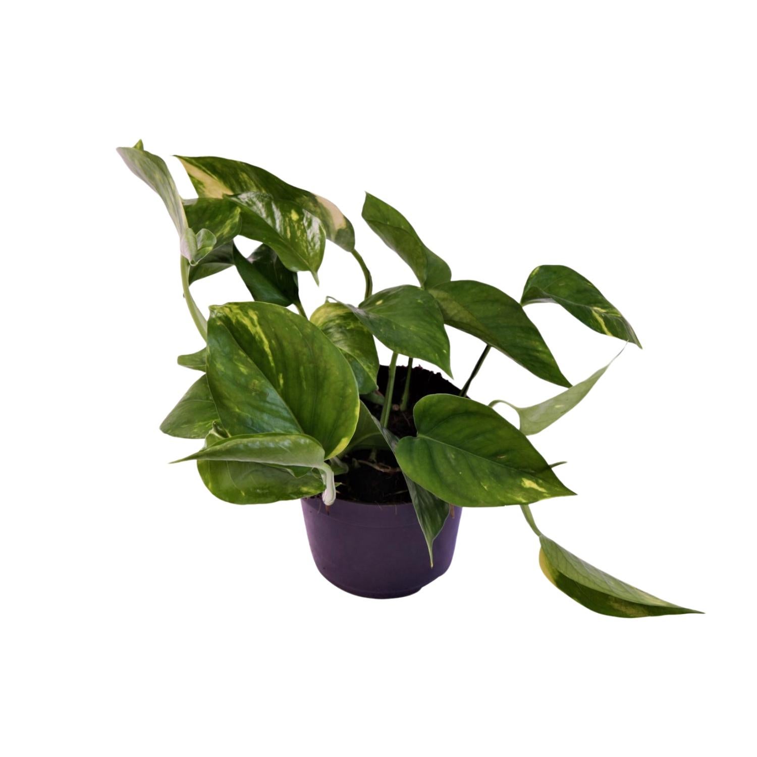 Scindapsus Aureum – Roślina doniczkowa Ø12cm Wysokość 25cm Liście błyszczące