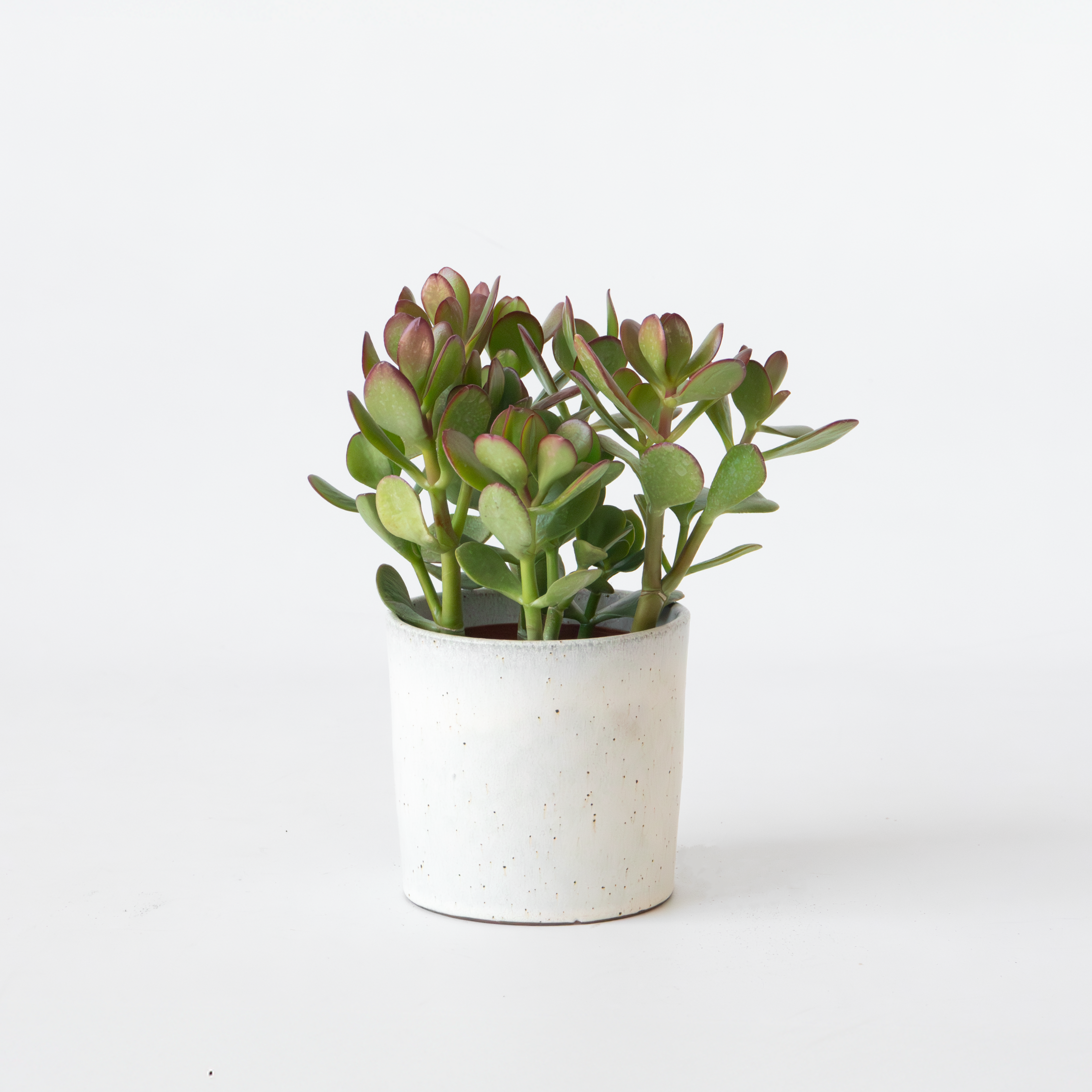 Albero di Giada - Crassula ovata - Altezza 15-25cm - ø12cm - 5