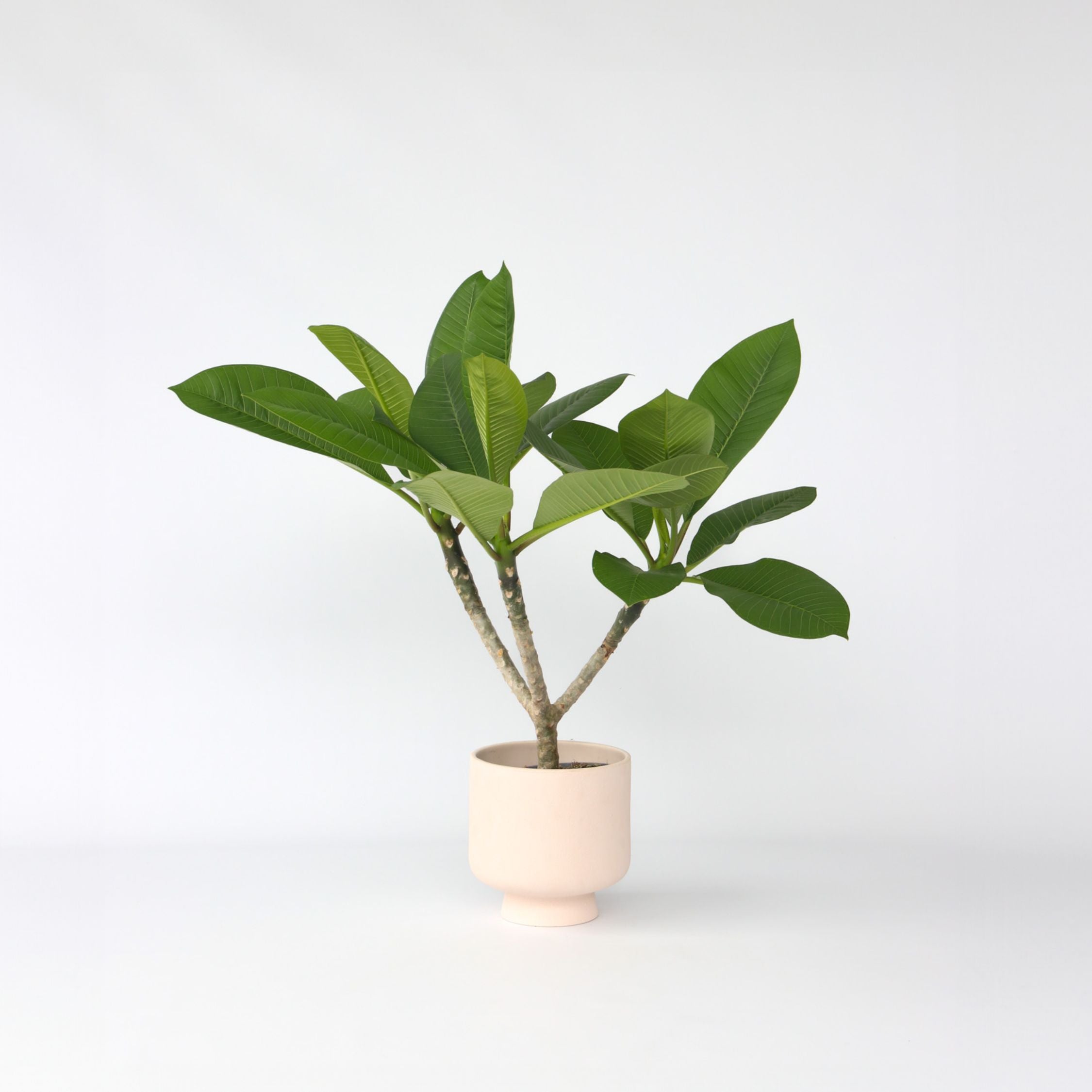 Frangipanier - Plumeria rubra 'Hawaii' - Hauteur 45-55cm - ⌀17cm - 6