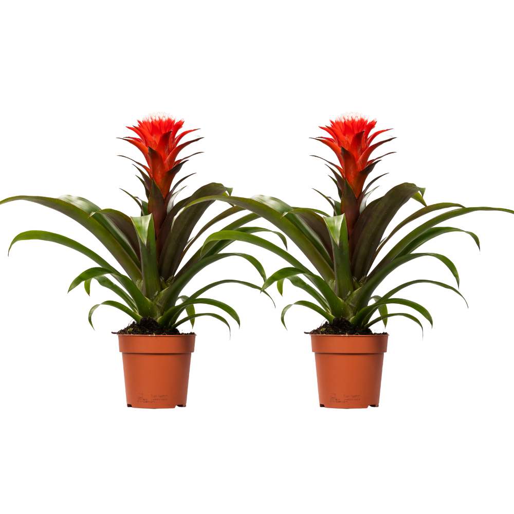 Guzmania Hope - Zestaw 2 roślin tropikalnych - Ø12cm - Wysokość 40cm - Kolorowe bromelie doniczkowe