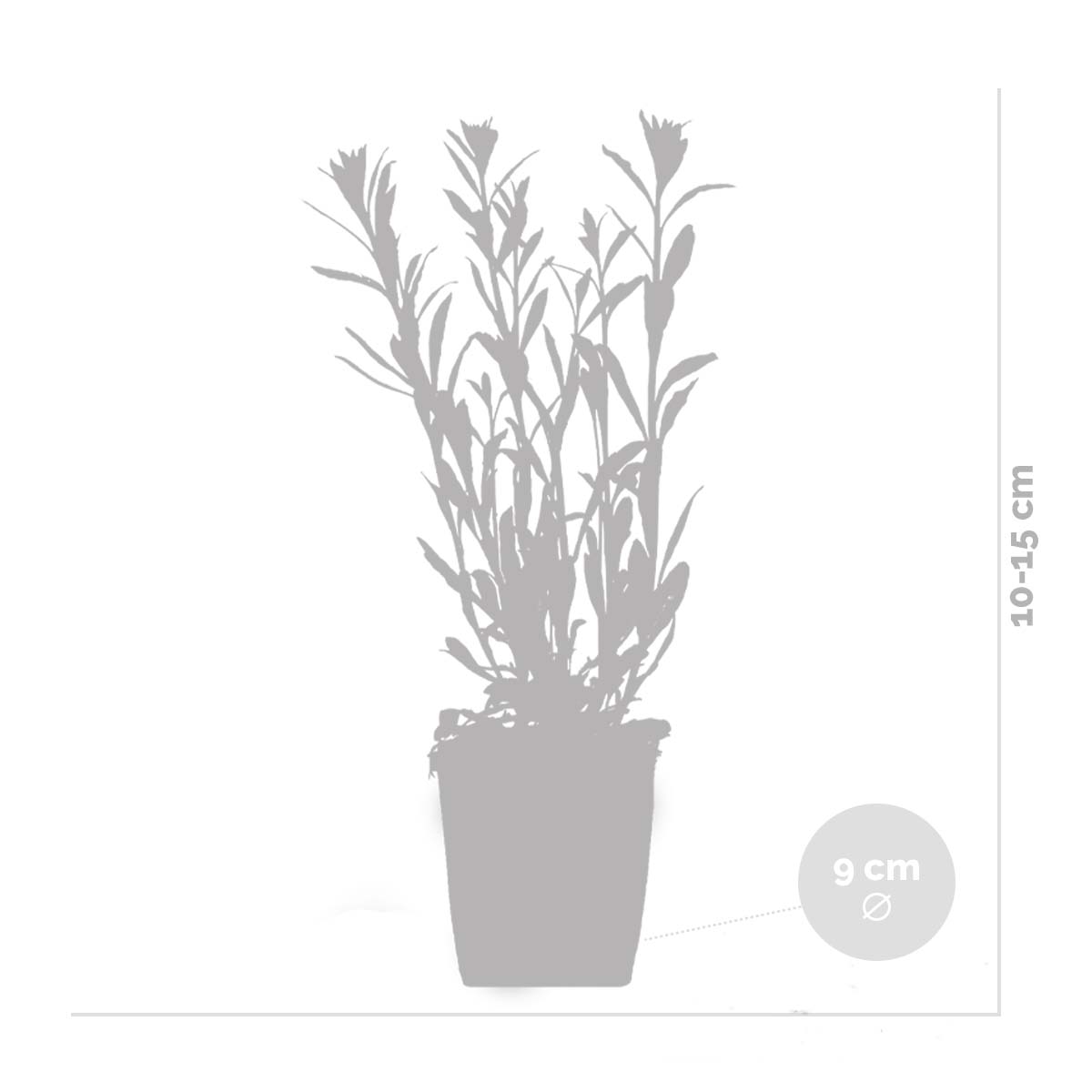 Lot de 3 - Gaura Lindheimeri - Gaura - Plantes de jardin - Rustique - H. 10-20 cm - P. 9x9 cm - 6
