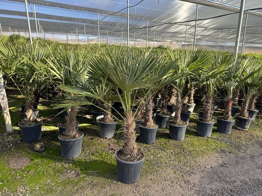 Sunny Tree - Palmier - Trachycarpus Fortunei - Palmier en éventail de Chine - Palmier à chanvre - 140-160 cm Pot compris - Hauteur du tronc 30-40 cm - 5