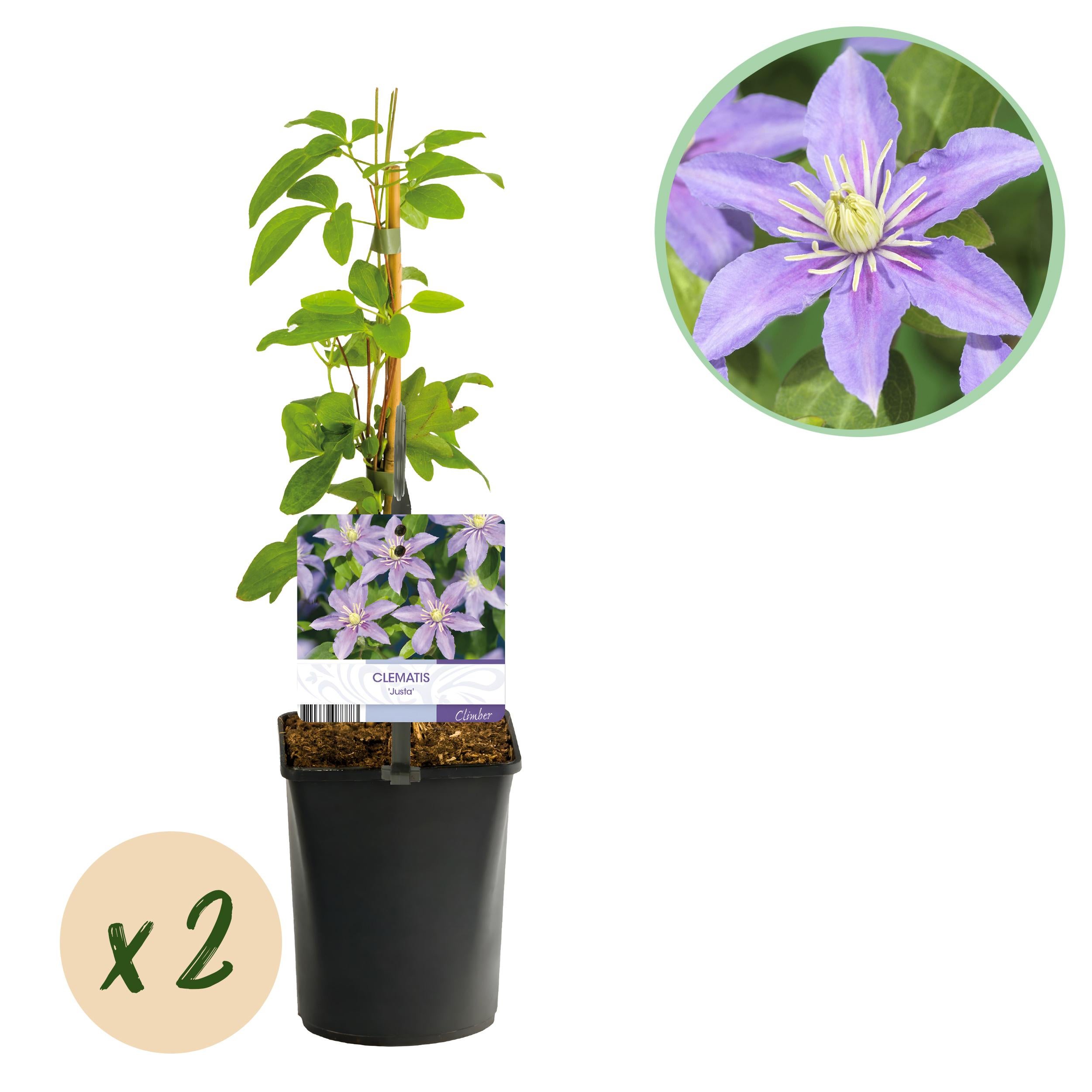 Green boutiQ Powojnik Justa – Pnącze kwiaty biały jasny – Mało wymagające – 2 rośliny – Doniczka 11 cm – Wys 40 cm