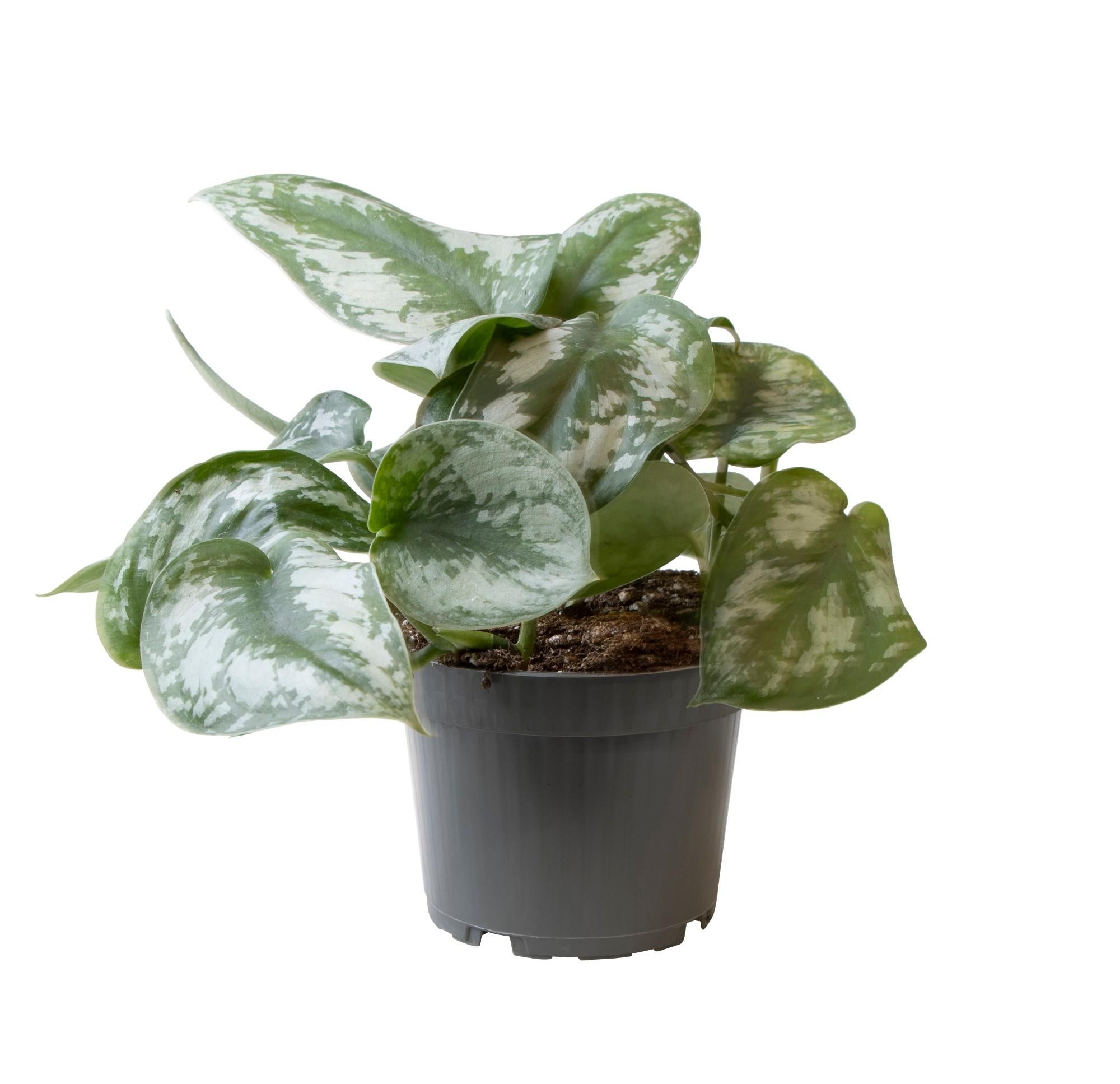 Philodendron Scandens Pictus Trebie roślina doniczkowa Ø12cm wysokość 22cm, ozdobne zielono-srebrne liście, łatwa w pielęgnacji