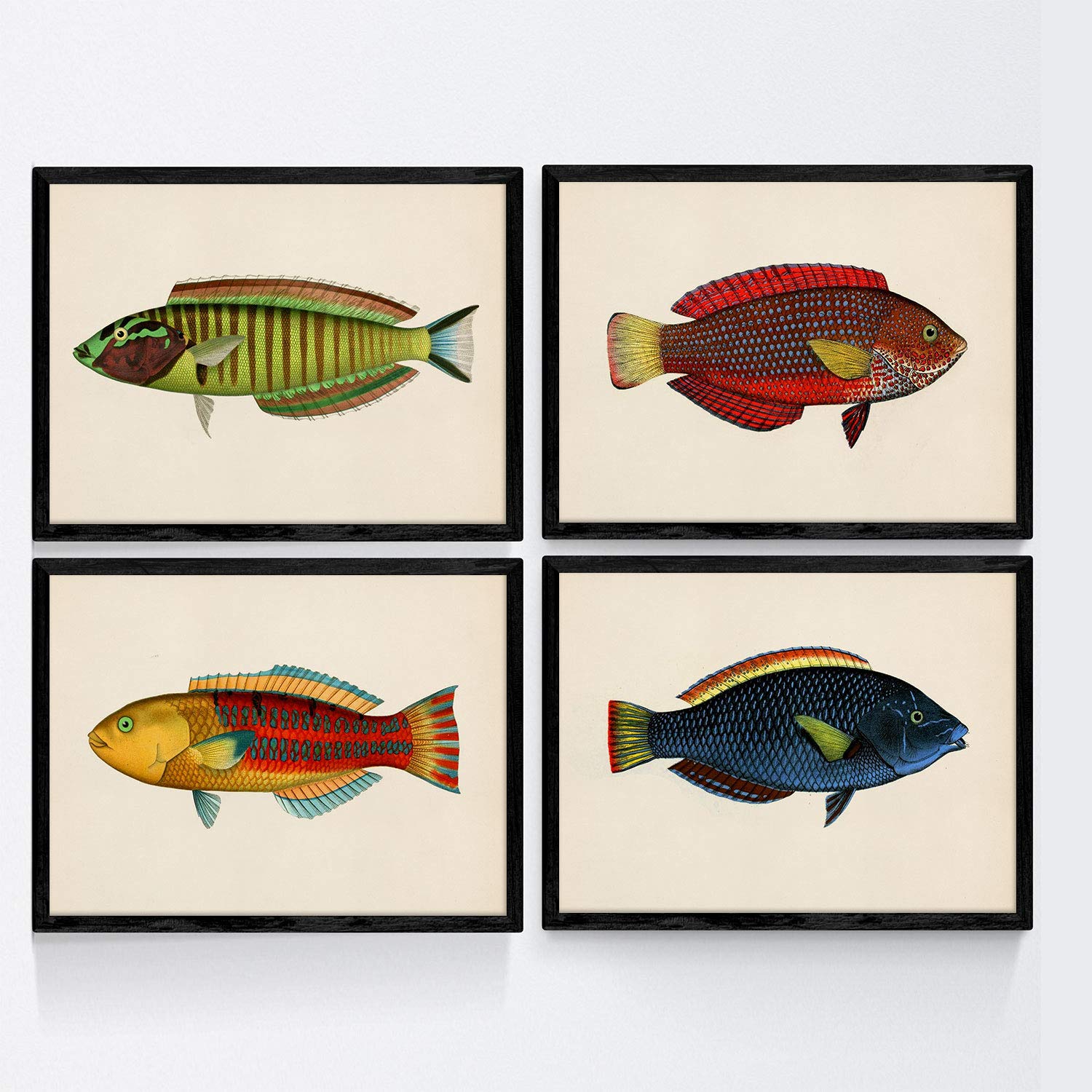 Set de 4 láminas con pez colorido efecto vintage tono amarillo azul y rojo. composicion de 4 peces en , fondo papel antiguo vintage. sin marco - a4