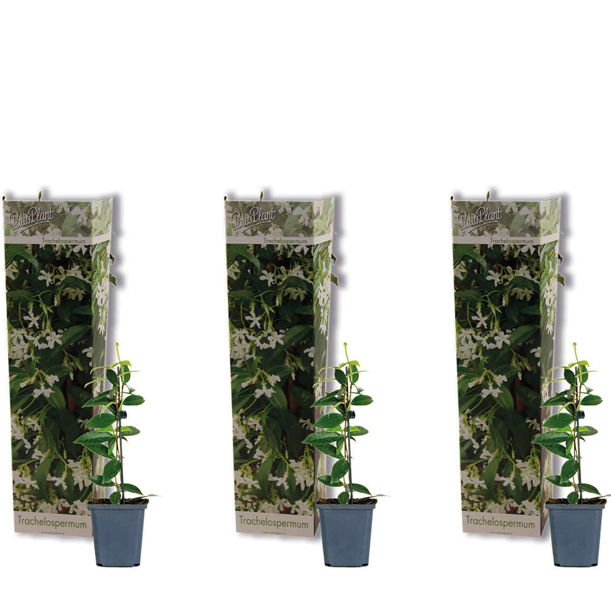 3x Trachelospermum Jasminoides - Jasmin étoilé - Plante grimpante ...