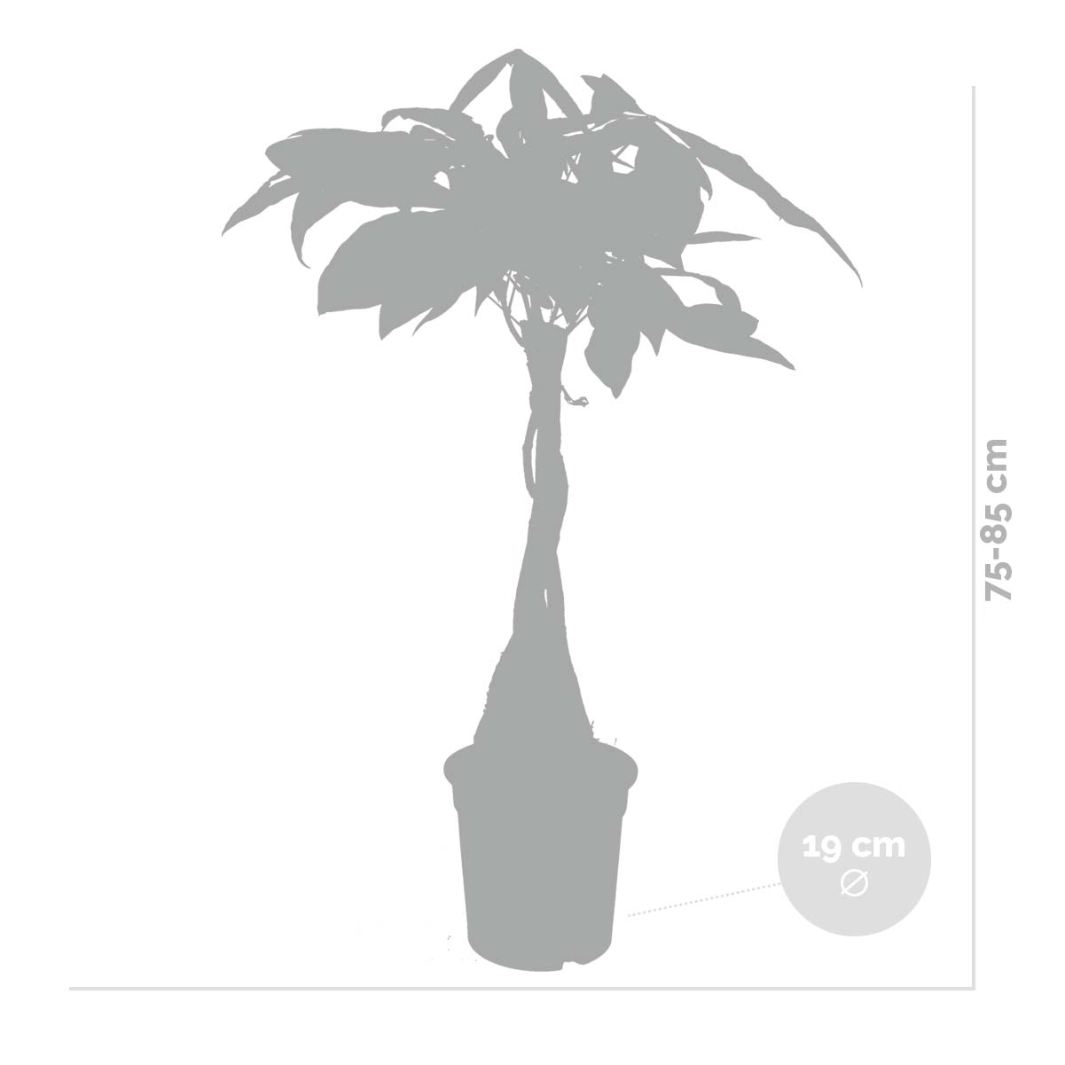 Pachira Aquatica - Arbre à monnaie - Cacaoyer d’eau - Plantes d’intérieur - H. 60-70 cm - P. 17 cm - 5