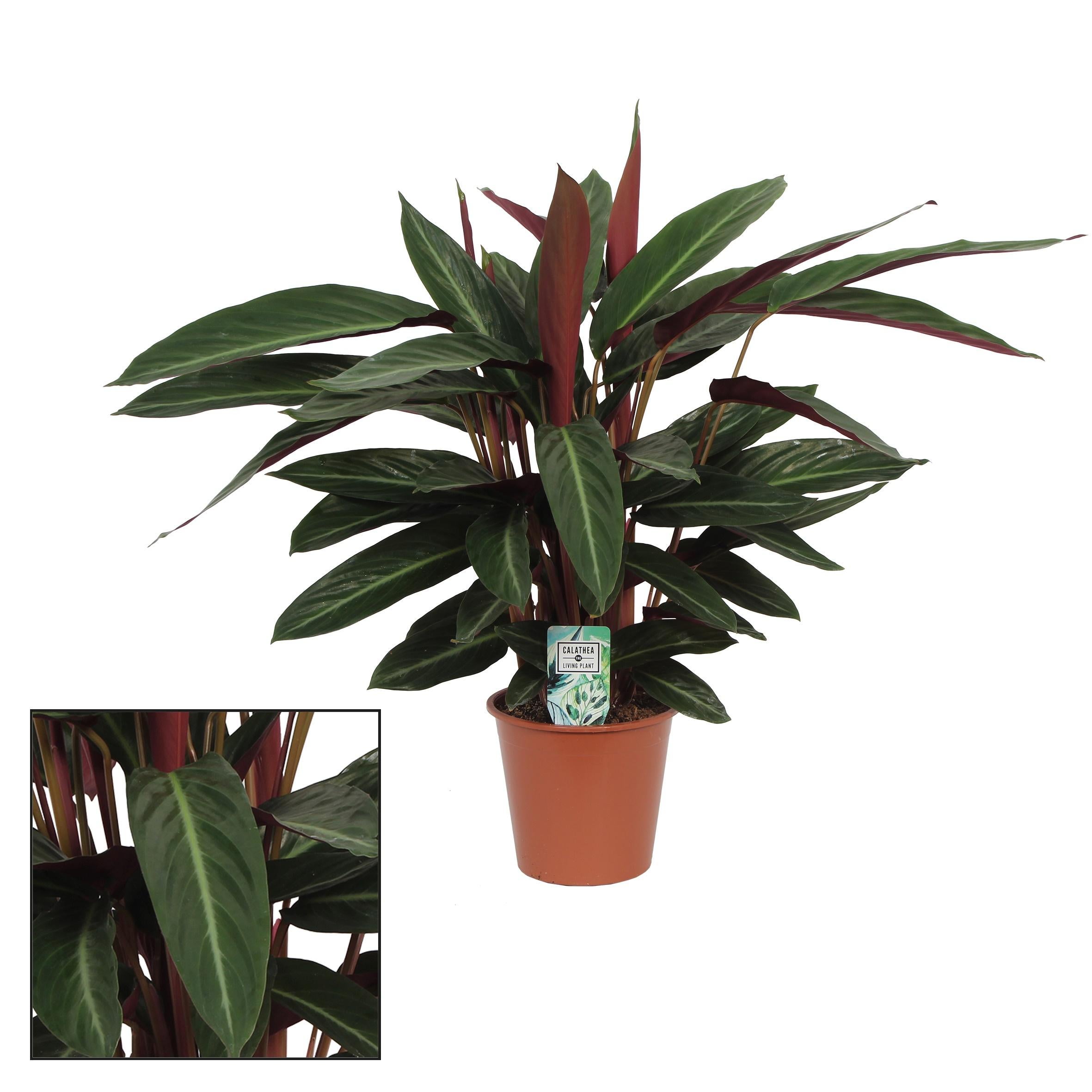 Roślina Calathea Stripestar Living doniczka Ø17cm wysokość 65cm – Tropikalna roślina doniczkowa ozdobna łatwa w pielęgnacji