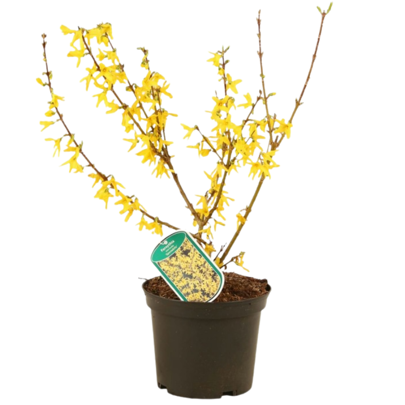 Forsythia Spectabilis 3L - 2