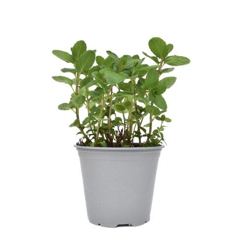Aromi da Cocktail - Menta Mojito e Menta Hugo Cespuglio 14 - Pack da 4 - 3