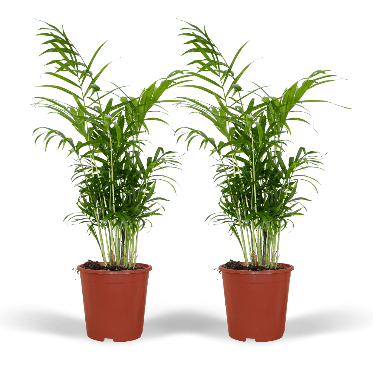 Chamaedorea Elegans Meksykańska Palma Górska - 2 Rośliny Doniczkowe - Ø17cm - Wysokość 55cm