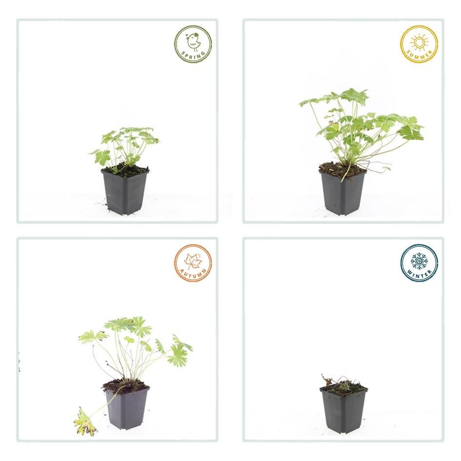 12x Géranium vivace 'Tiny Monster' – Fleurs bleues d’été – Hauteur 10-25cm – Pot Ø9cm – Couvre-sol compact - 4