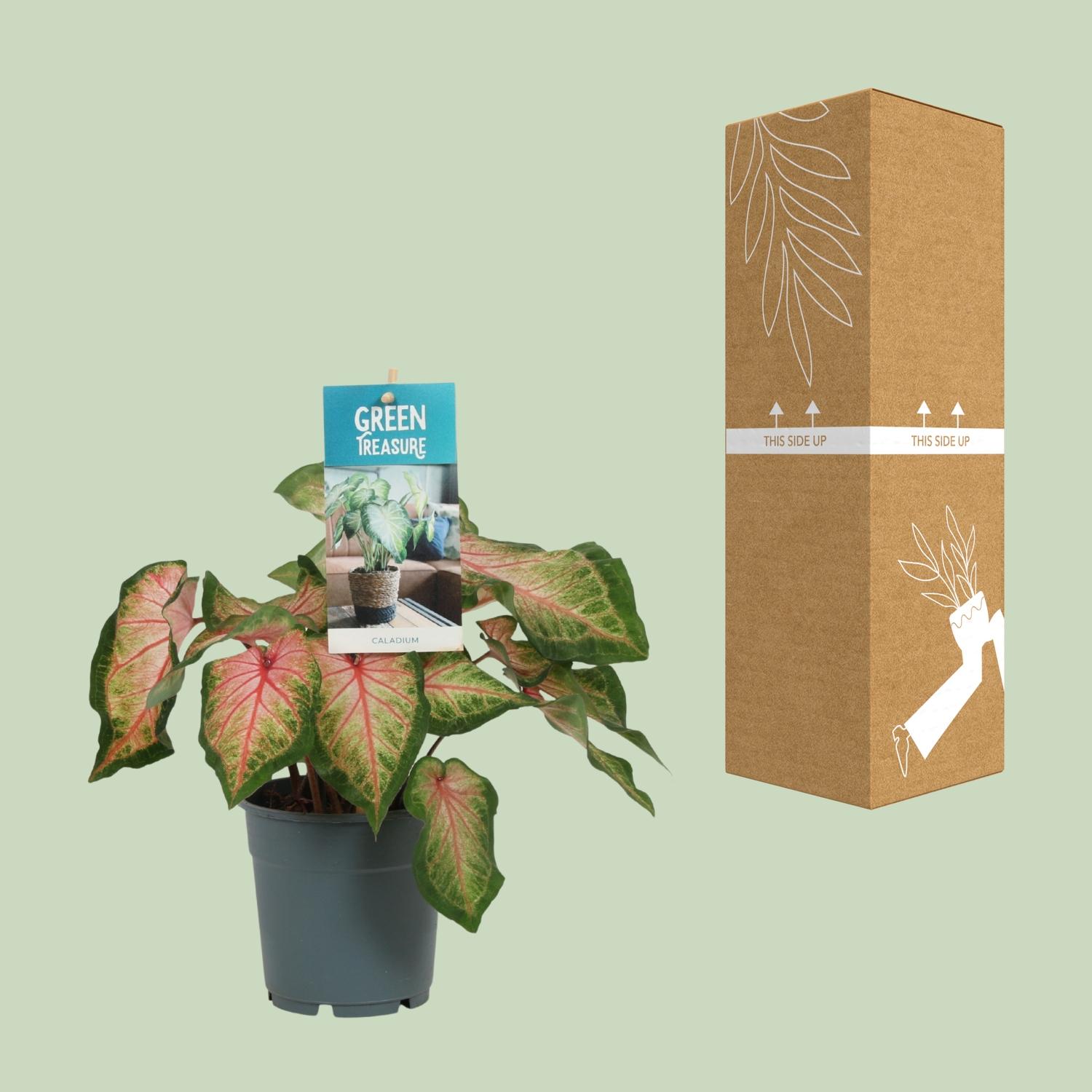 Plante à cœur - Caladium 'Tapestry' - Hauteur 25-35cm - ⌀13cm - Gamm vert
