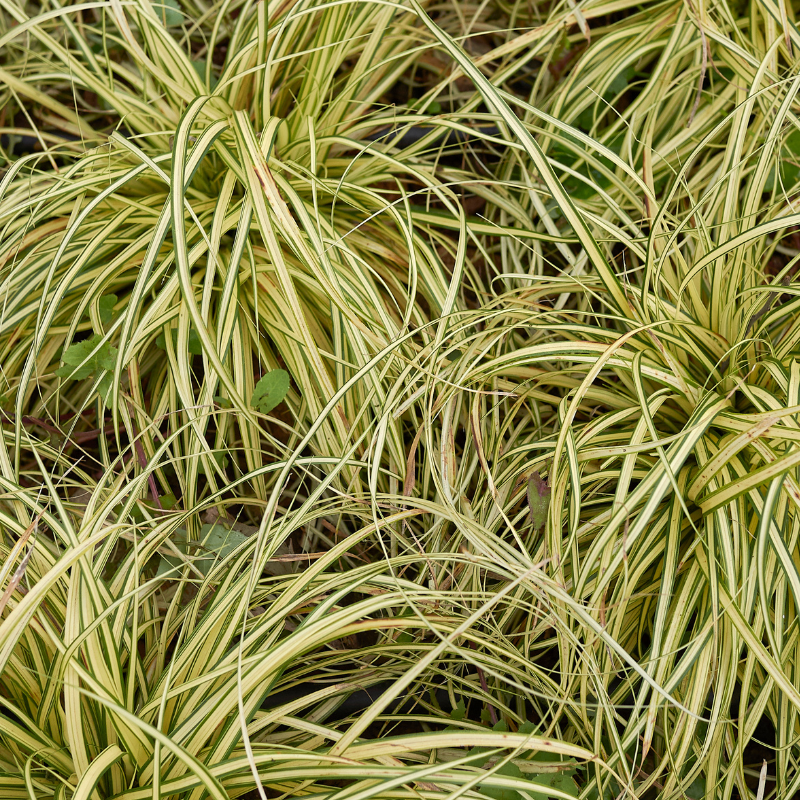 Laîche dOshima Evergold - Carex oshimensis Evergold 10/15 cm Godet 9cm ...