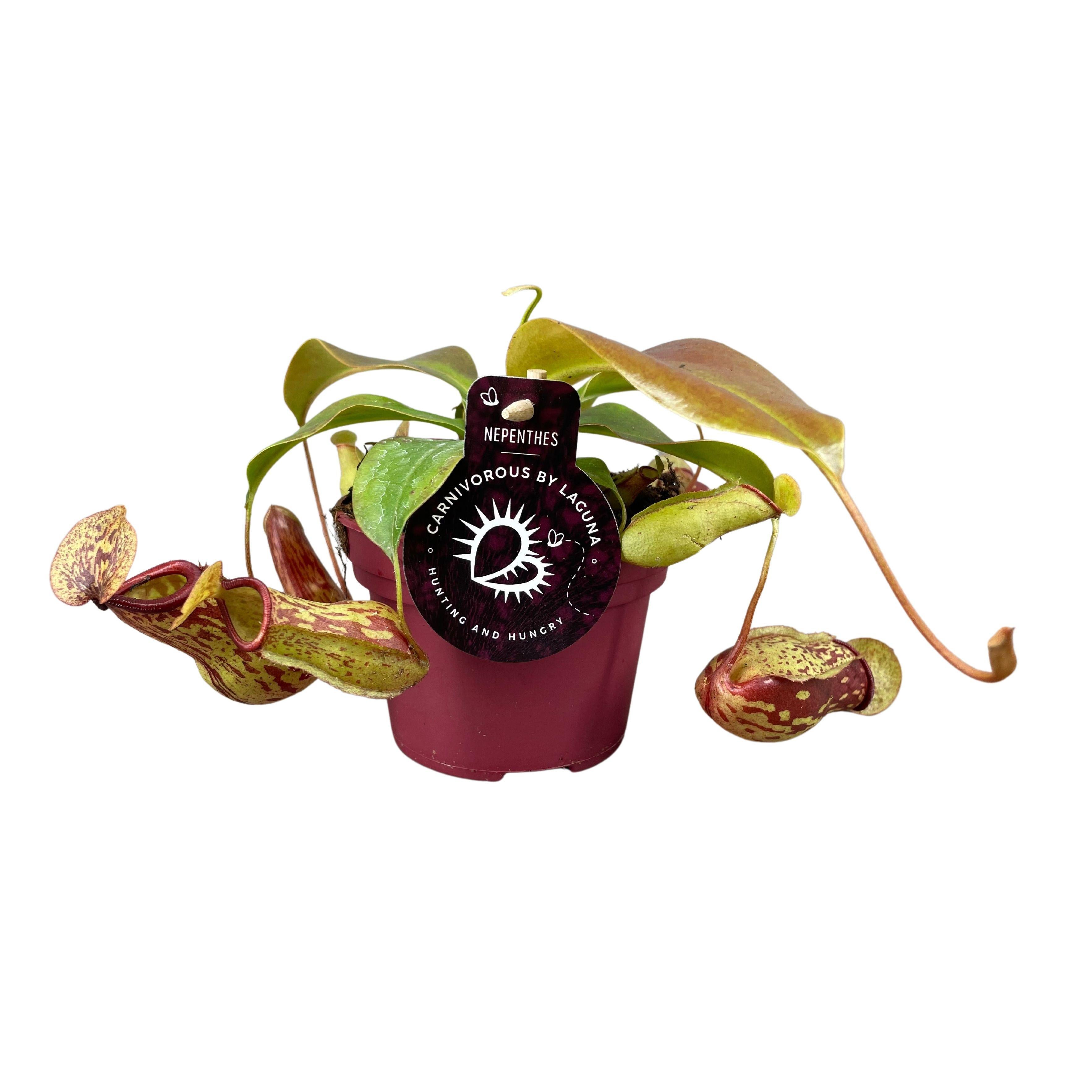 Nepenthes Gaya roślina owadożerna Ø12cm wysokość 17cm, doniczkowa, dekoracyjna i łatwa w pielęgnacji