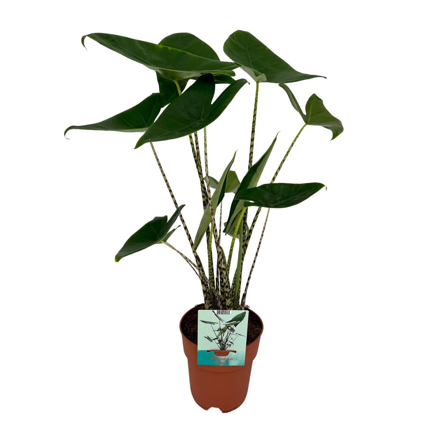 Alocasia Zebrina - Roślina Doniczkowa Tropikalna - Liść Słonia - Doniczka 19cm - 75cm