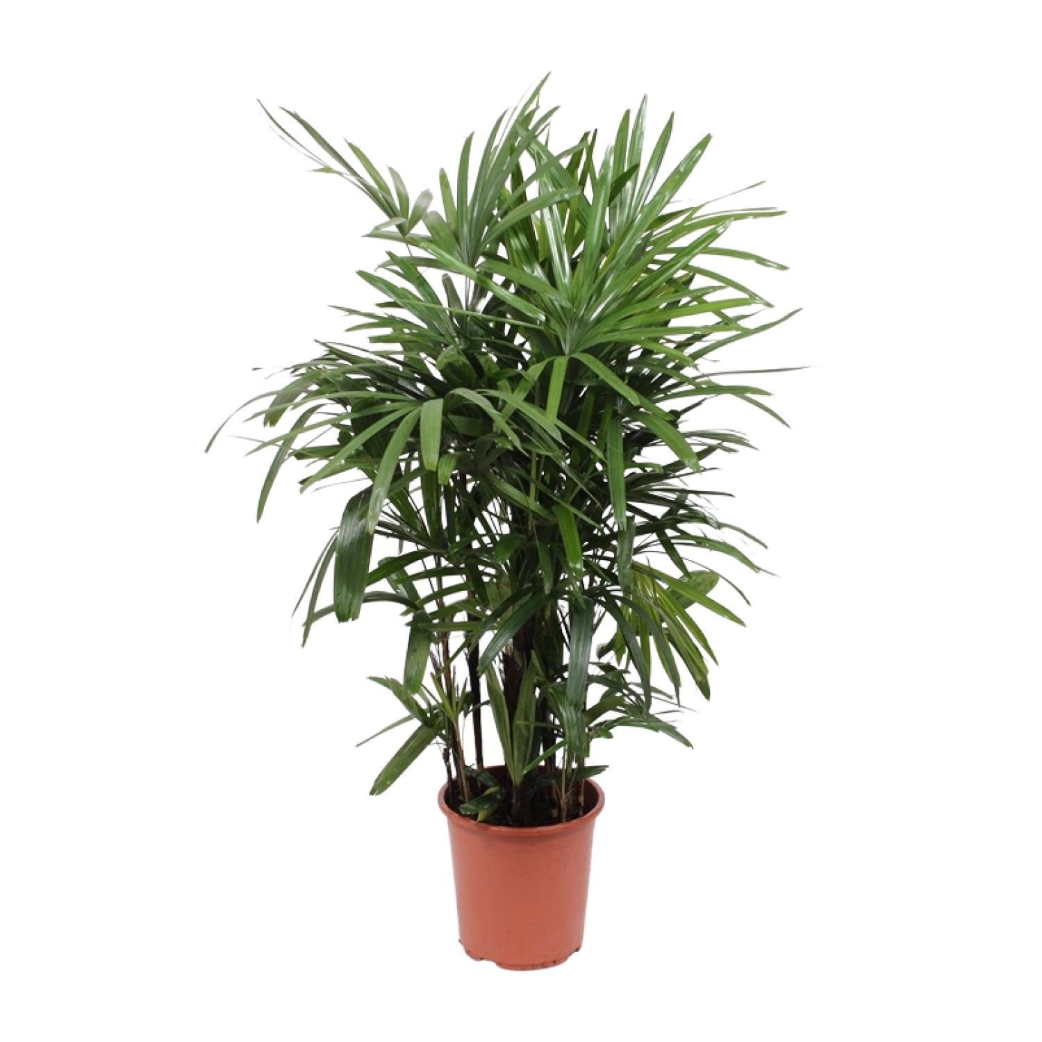 Rhapis Excelsa - Palma Lady Ø27cm, Wysokość 120cm, Roślina Wewnętrzna Łatwa w Pielęgnacji