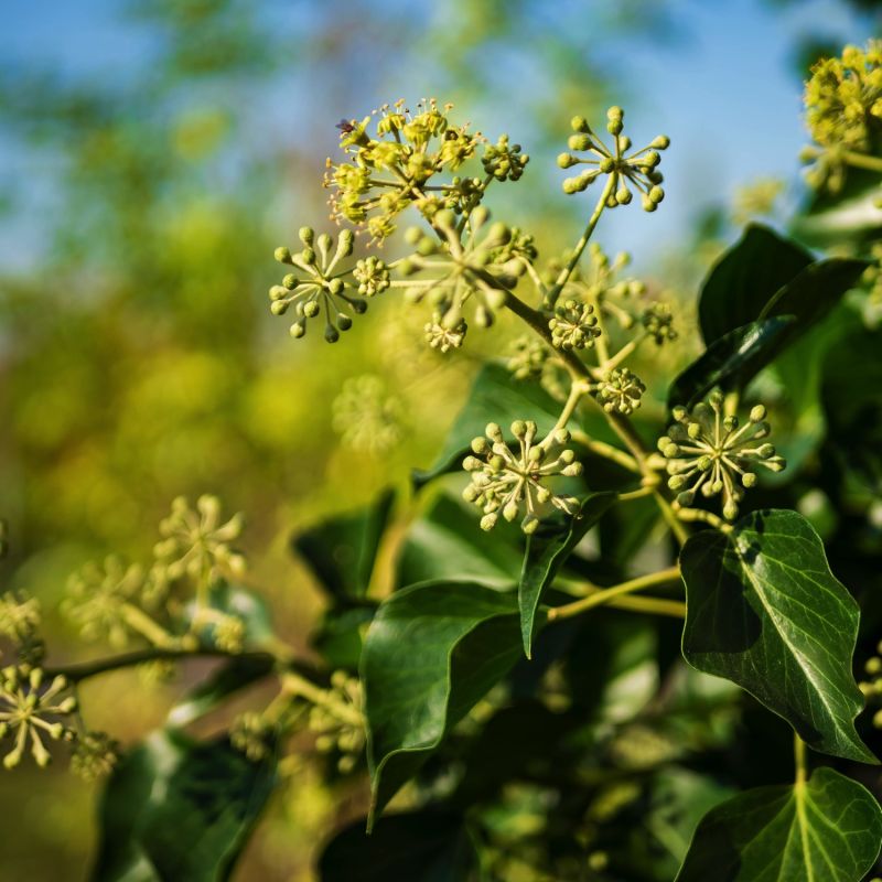 Arbre aux abeilles,Arbre à miel,Arbre aux cent mille fleurs - Tetradium