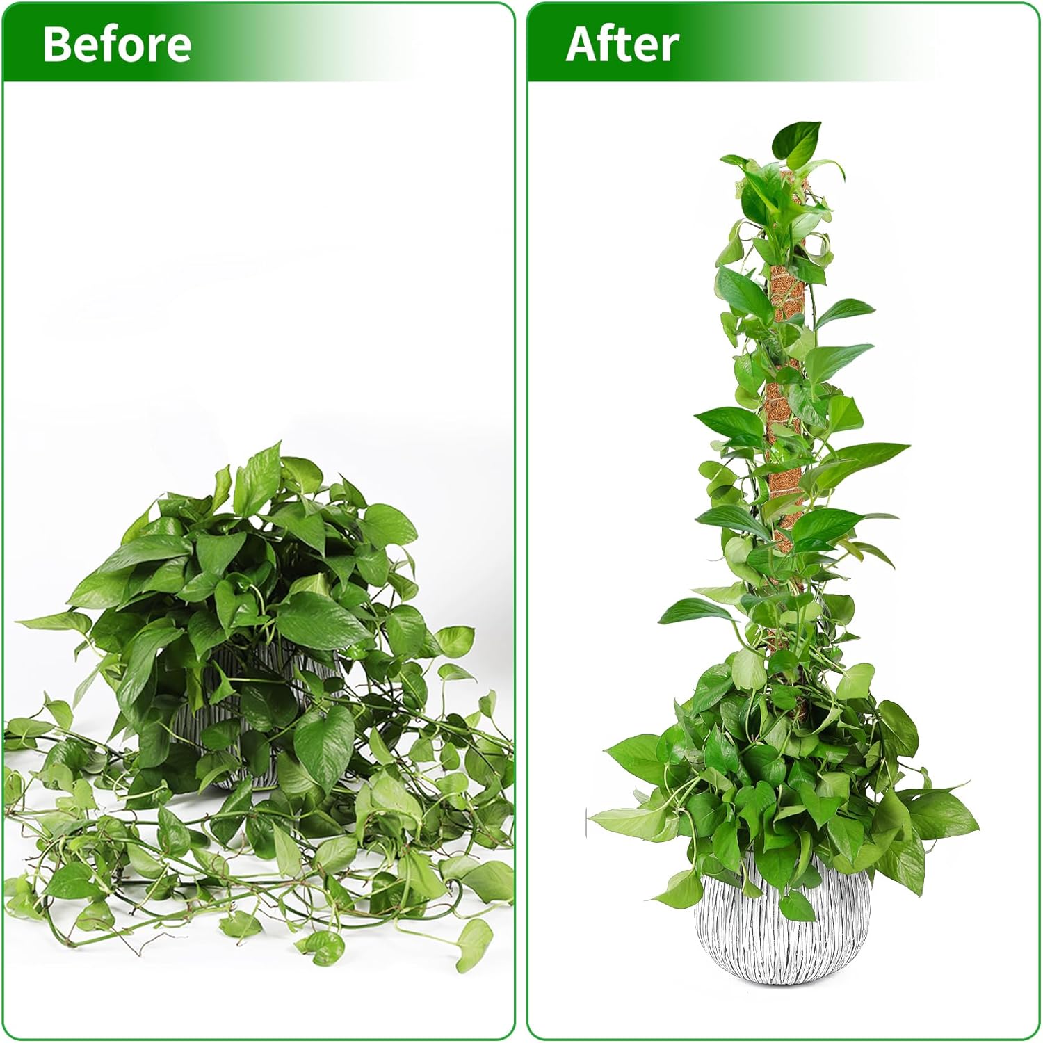 Lot de 2 tuteurs de mousse flexibles de 70 cm, supports pour plantes grimpantes d'intérieur (monstera, pothos, philodendron), pour pots et jardin - 7