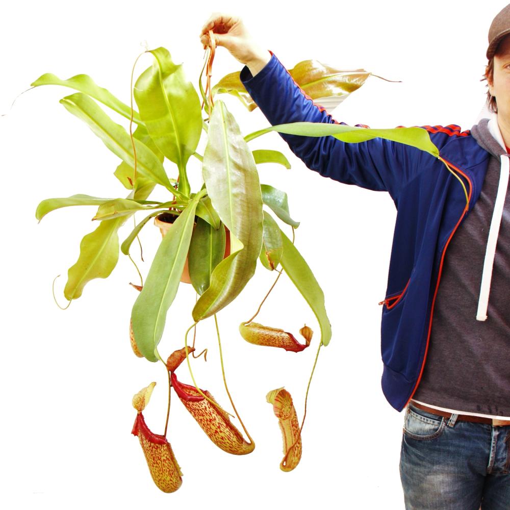 Nepenthes maxima - Plante à pichet géante - Feu de circulation - 2