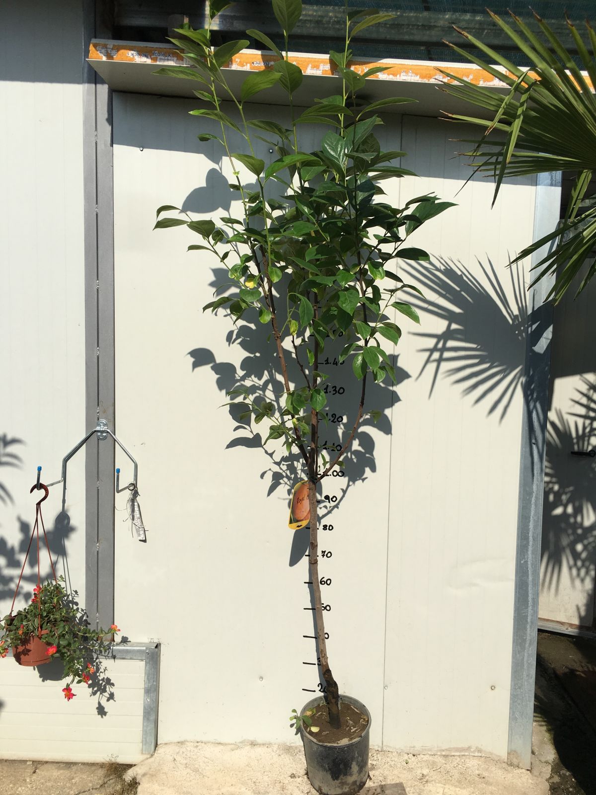Pianta Di Cachi Mela Vera – Altezza 160 Cm, Pianta Da Frutto, Autofertile, Maturazione Ottobre