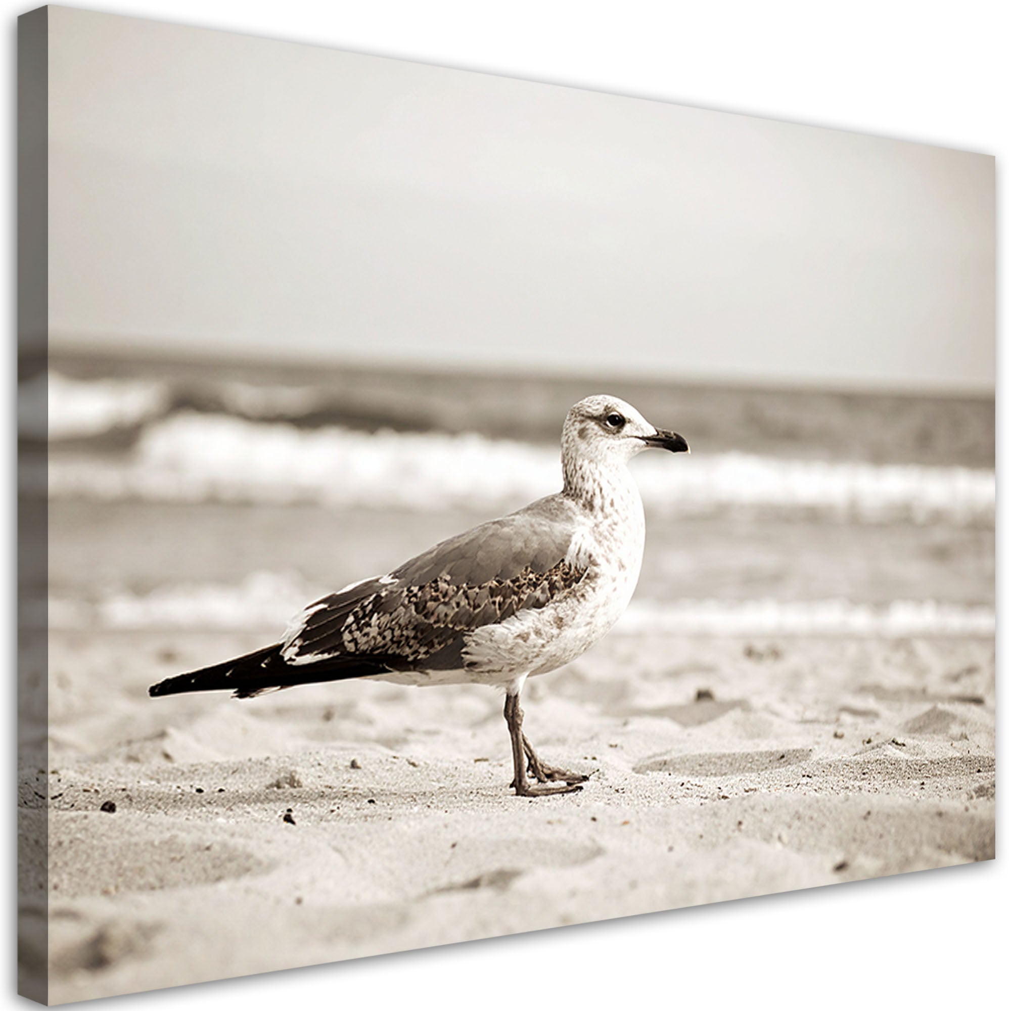 Obraz do salonu kuchni biura, Mewa ptak morze plaża natura 120x80