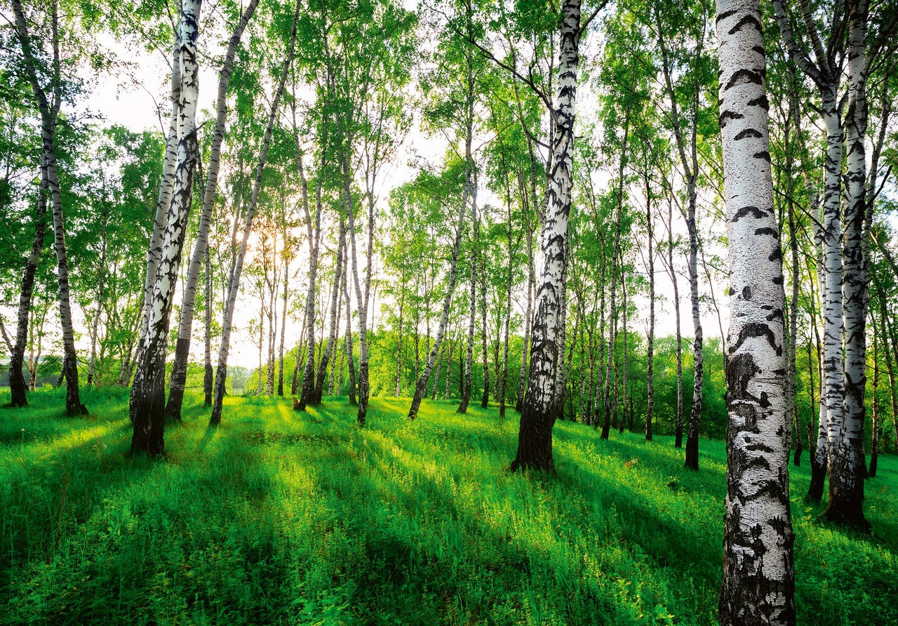 Fototapet padure bouleaux copaci natura Vlies Tapet Pentru Dormitor Camera Living Perete 368x254 cm