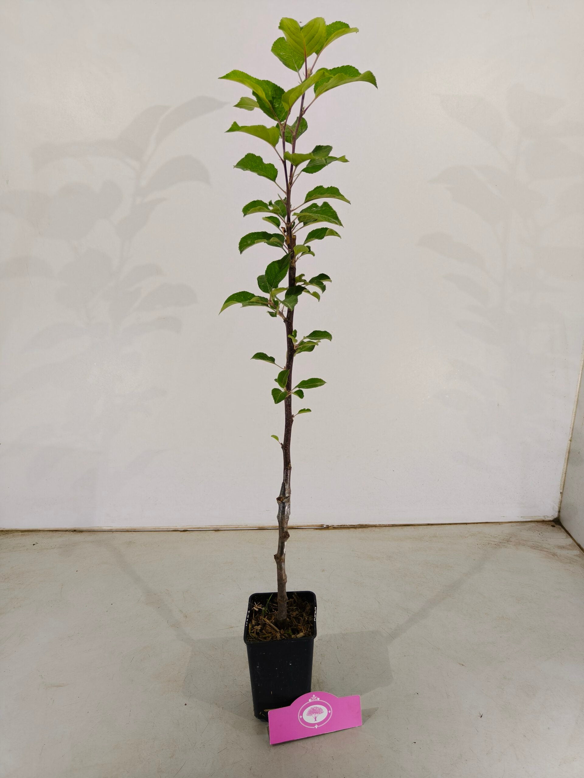 Lot de 4 arbres fruitiers - 1 pommier, 1 poirier, 1 cerisier, 1 prunier - Hauteur 70/100cm - Pot de 11cm - Mix B - 3