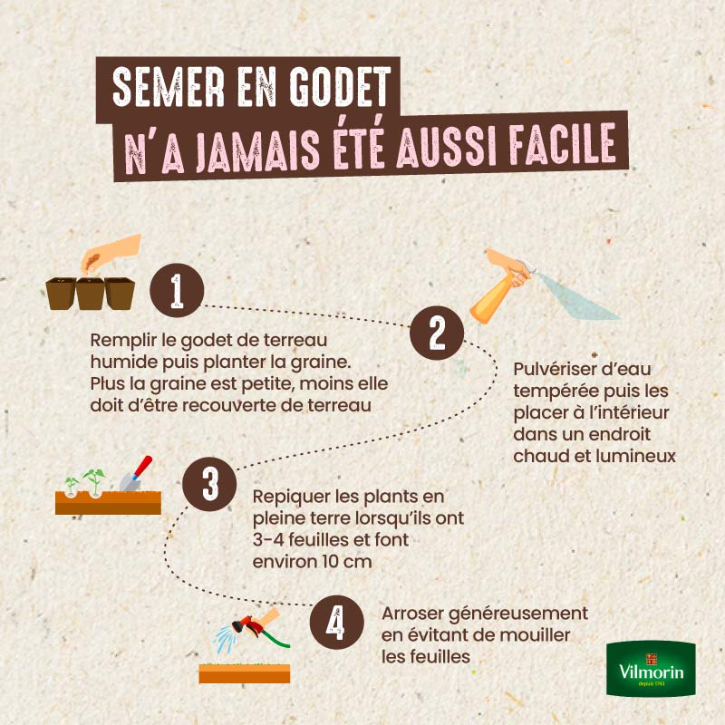 Courgette Anissa HF1 - Graines d'Exception - 4