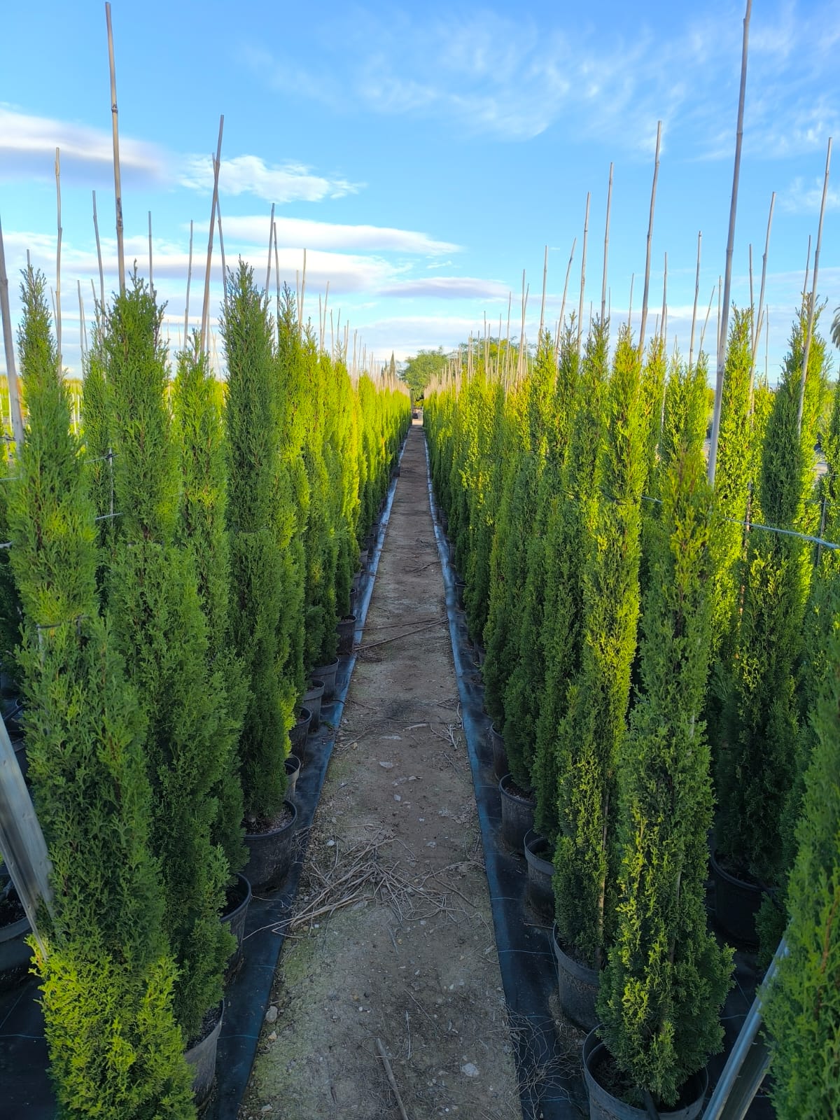 Sunny Tree - Totem Cypres Italien 150-160 CM Cupressus Sempervirens - Résistant au gel jusqu'à -18 - Conifère à feuillage persistant - Cyprès - 6