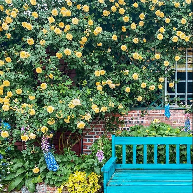 200 graines de rosiers grimpants, graines de fleurs, graines de fleurs de roses, floraison toute l'année, pour la décoration de jardin de balcon - 6