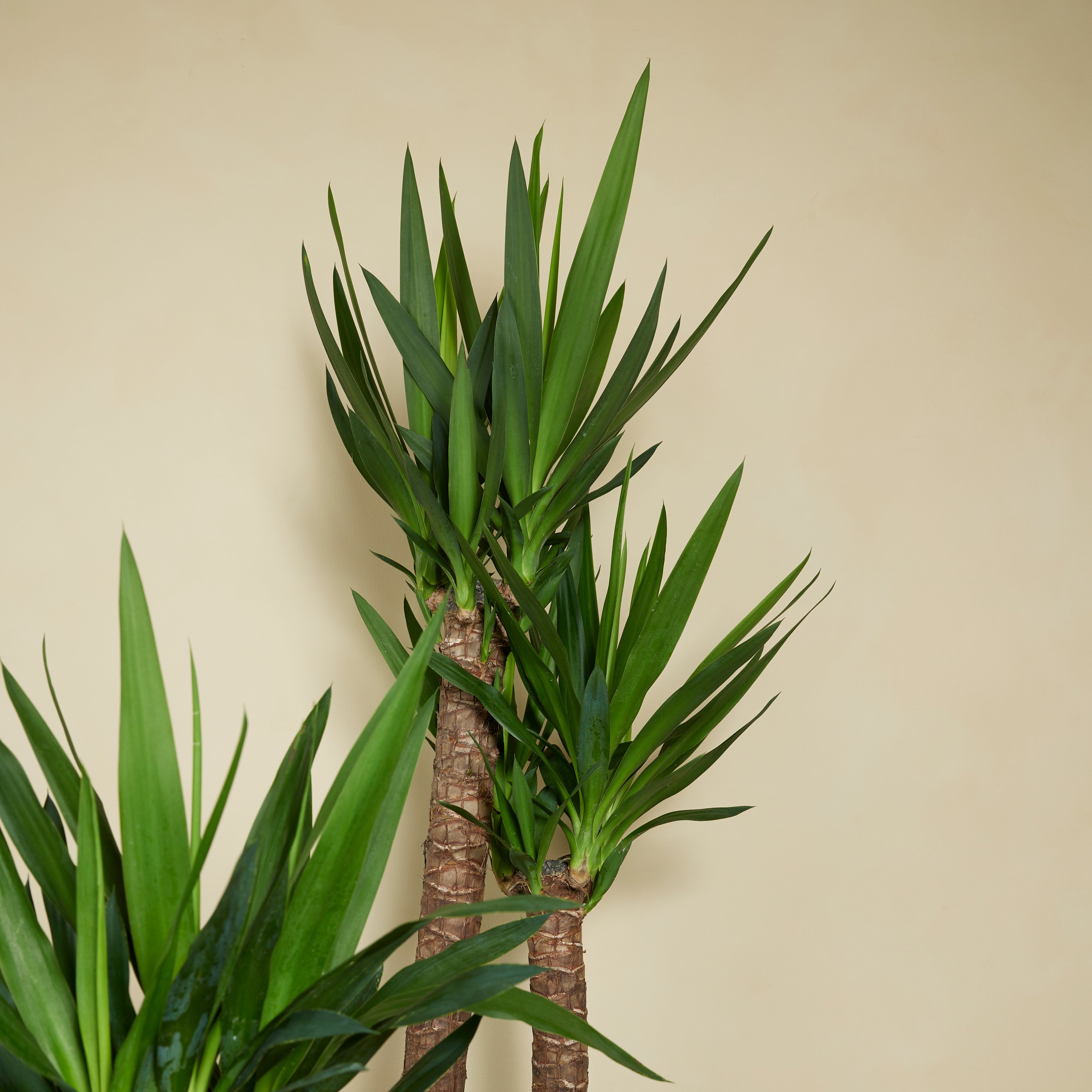 Lot de 2 - Yucca Elephantipes - Lis des palmiers - Plantes d'intérieur - P. 17cm - H. 70-80 cm - 5