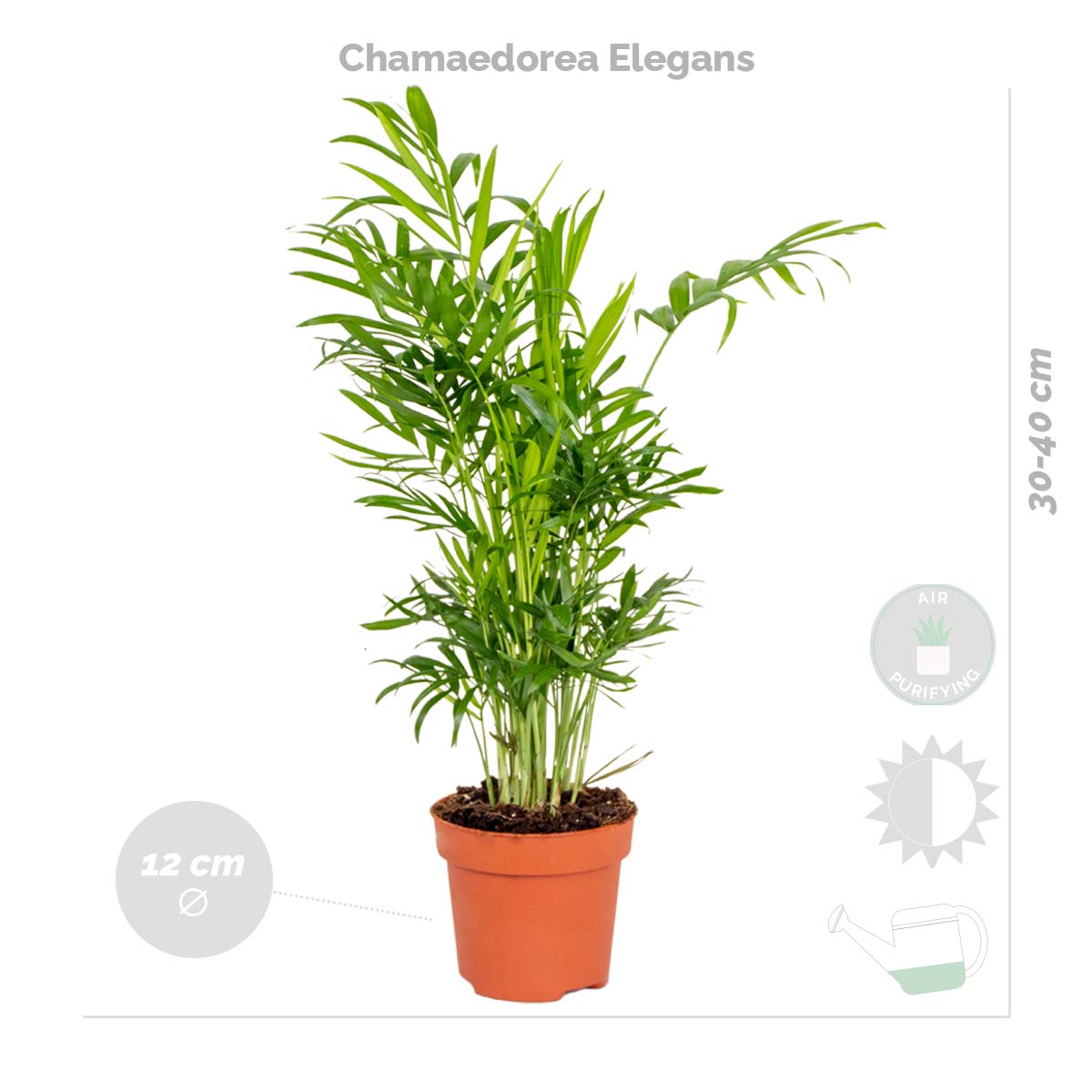 Lot de 4 - Mélange dépolluant - Dracaena, Dypsis, Chamaedorea, Chlorophytum - H. 20-40 cm - P. 12 cm - 3