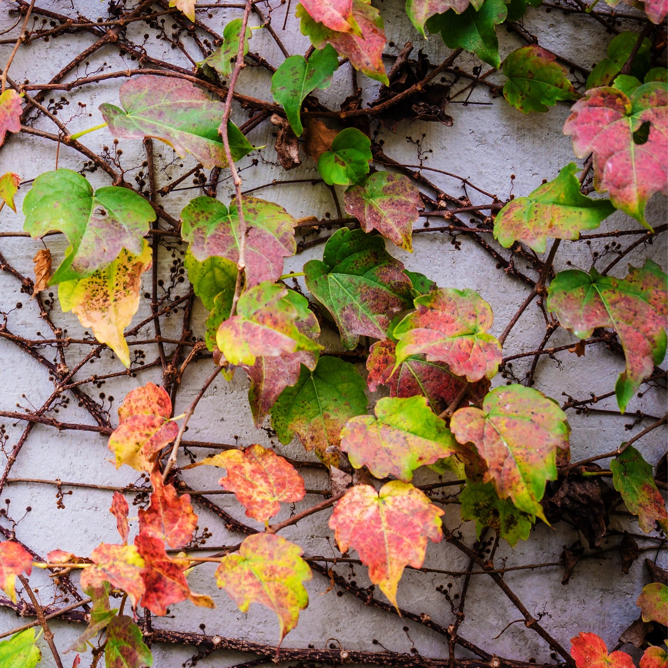 Vigne vierge - Set de 3 - Parthenocissus quinquefolia - Hauteur 25-40cm - ⌀9cm - 4