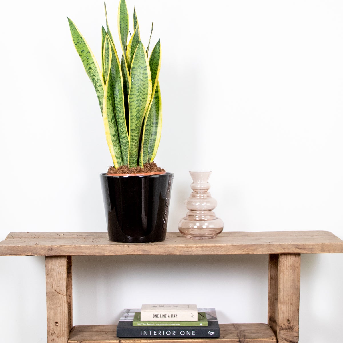 Sansevieria Laurentii - Langue de belle-mère - Plante d’intérieur - H. 50-70 cm - P. 17 cm - 2