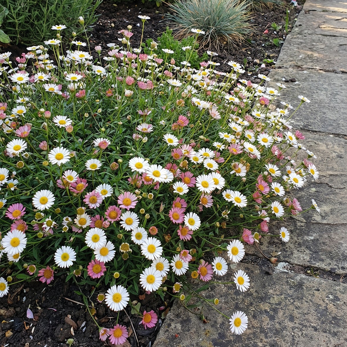 Erigeron Karvinskianus – Pâquerette Des Murailles Vivace, Floraison Longue Mai à Octobre, Pot 1.5-2.9L
