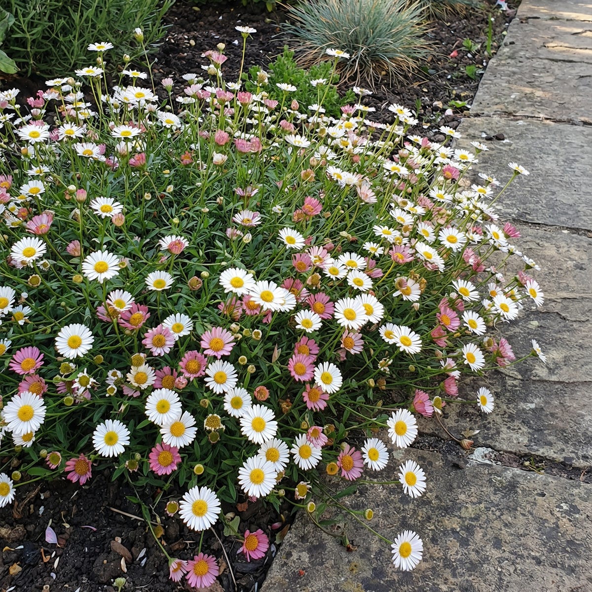 Erigeron Karvinskianus – Pâquerette Des Murailles Vivace, Floraison Longue Mai à Octobre, Pot 1.5-2.9L