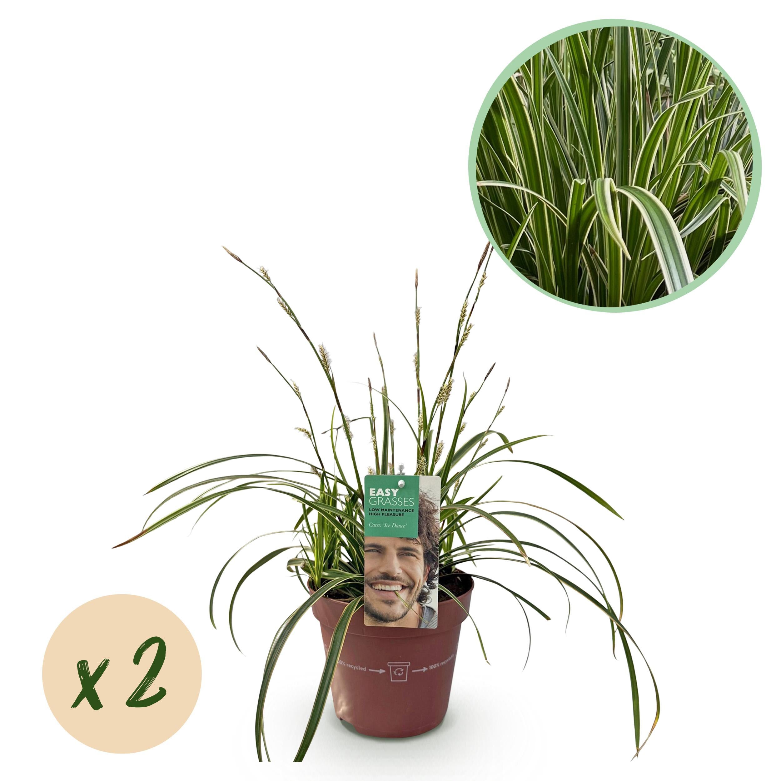 Carex morrowii Ice Dance – Trawa ozdobna zielono-biała – Zimozielona – 2 rośliny – Doniczka 17 cm – Wysokość 50 cm