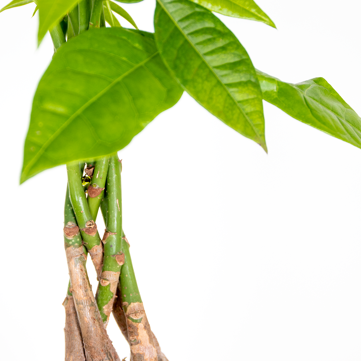 Pachira Aquatica - Arbre à monnaie - Cacaoyer d’eau - Plantes d’intérieur - H. 60-70 cm - P. 17 cm - 3