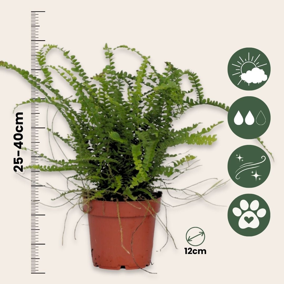 Felce lisca di pesce - 2 Pezzi - Nephrolepis 'Duffii' - Altezza 25-40cm - ⌀12cm - 2