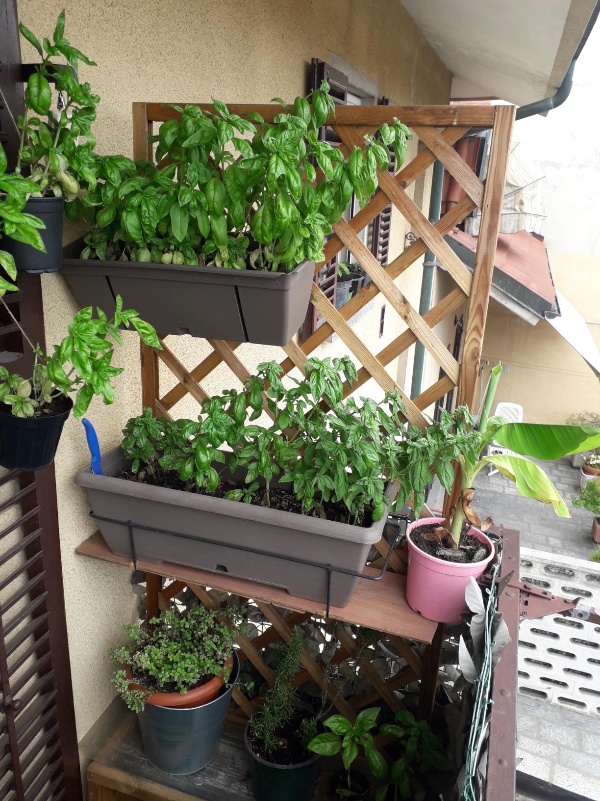 Fioriera in legno con pannello 180x90 cm grigliato a rombi e vaso portafiori da giardino Azalea - 5