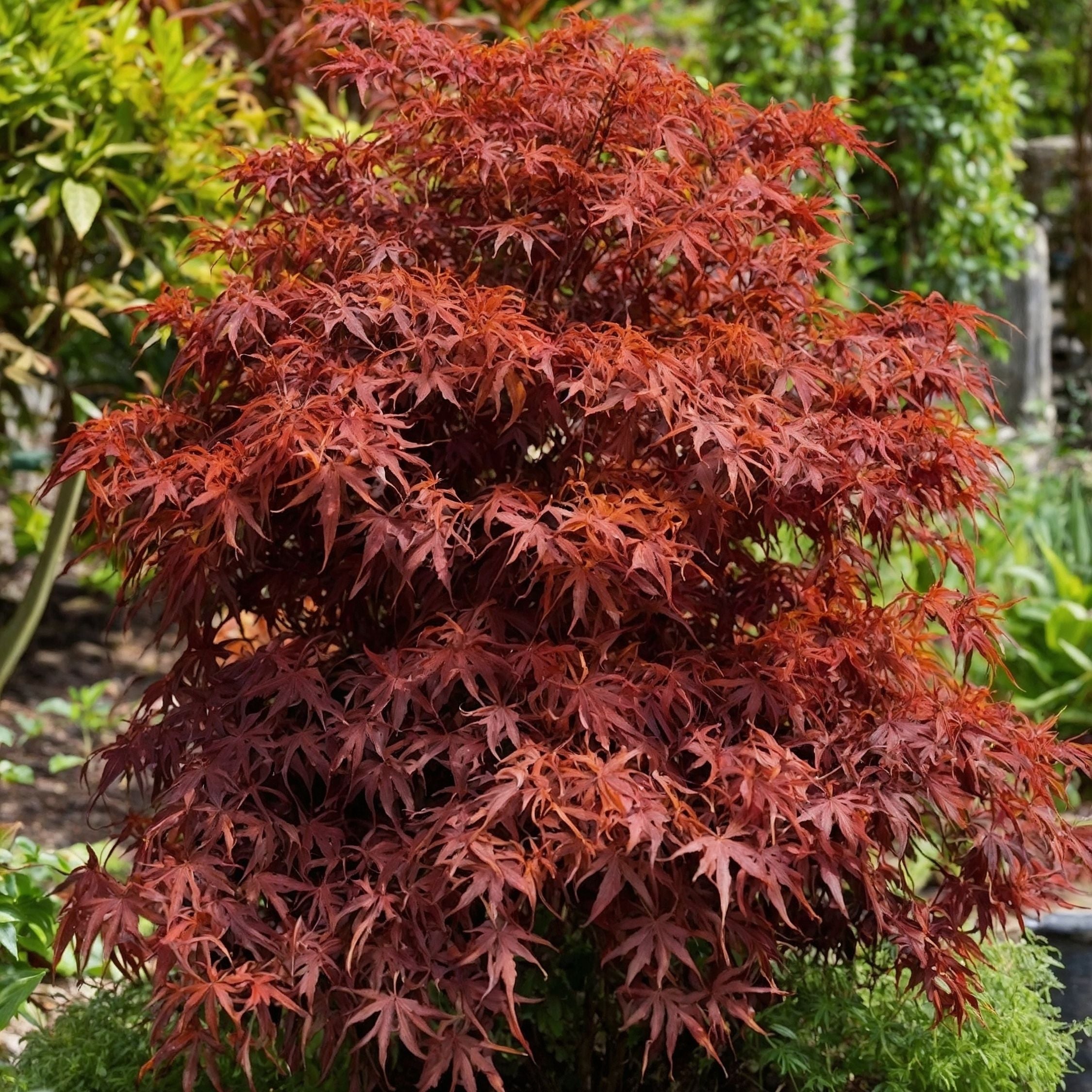 Érable du Japon - Acer palmatum 'Shaina' - Hauteur 80-90cm - ⌀19cm - 3